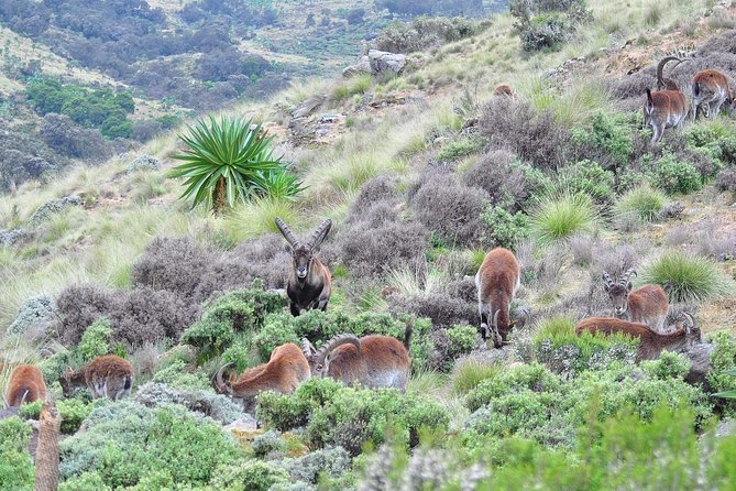 Day trek to Simien Mountain - Price and value: is $164.11 a fair deal?