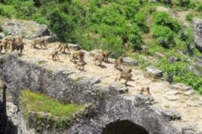 Day Trip Around Addis Ababa - 8:00 am Departure, Airport Pickup, and the Mount Entoto Drive