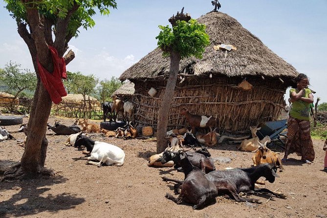 Day-Trip Church of Adadi Mariam from Addis Ababa - The Included Coffee Ceremony, Family Visits, and Lunch You’ll Actually Remember