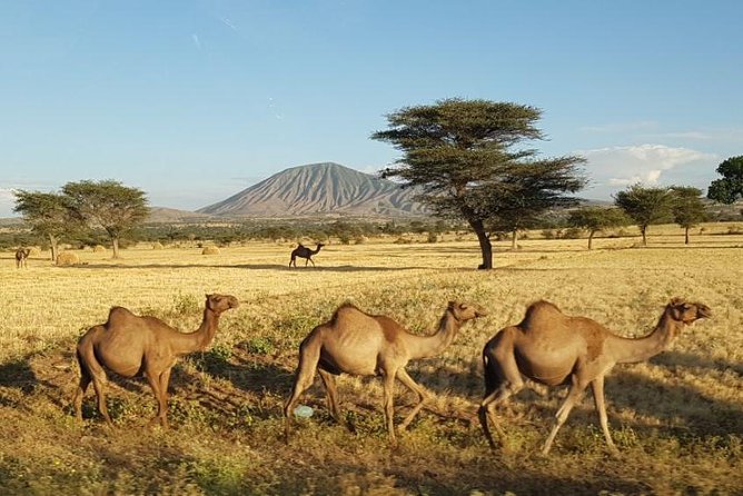 Day-Trip Church of Adadi Mariam from Addis Ababa - Price and Value: What You Get for $250.52 Per Group