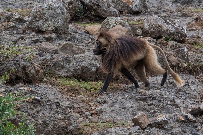 Day Trip From Addis Ababa See Historical Monastery,Stunning Nature,Animals,Birds - A Long Day Trip From Addis Ababa That Actually Feels Like Ethiopia