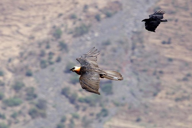 Day Trip From Addis Ababa See Historical Monastery,Stunning Nature,Animals,Birds - Coffee Ceremony, Ethiopian Lunch, and Local Rhythm