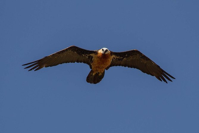 Day Trip From Addis Ababa See Historical Monastery,Stunning Nature,Animals,Birds - How the Guides Make or Break the Day