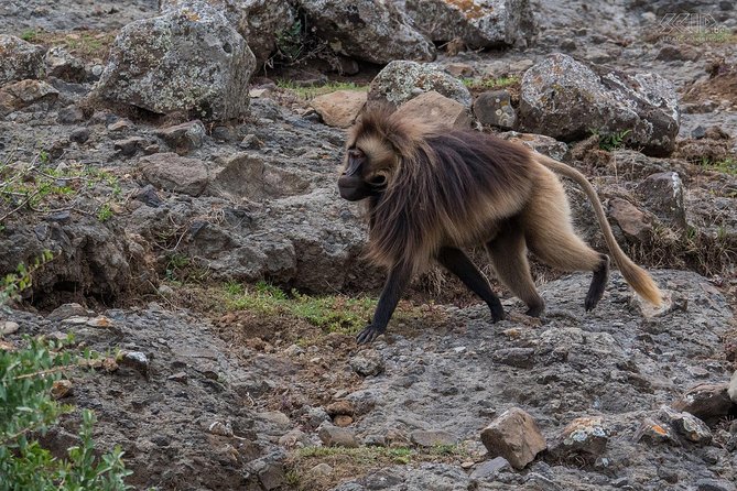 Day Trip From Addis Ababa To Debre Libanos & Blue Nile Gorge - Debre Libanos and the Blue Nile Gorge in One Day