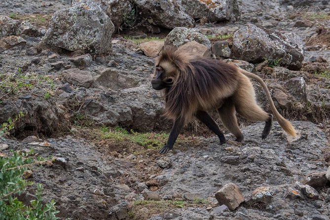 Day Trip From Addis Ababa To Debre Libanos & Portuguese Bridge - Guides, local help, and the small moments that make the day