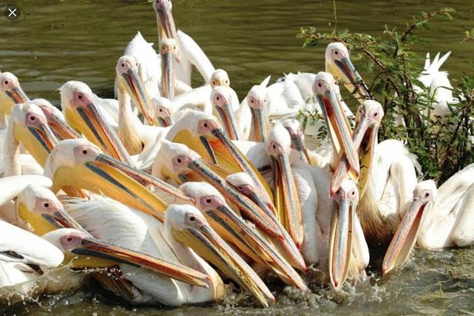 Day Trip To Lake Ziway - Stop 3: Bochessa wetland birding for migratory species and the wattled crane season