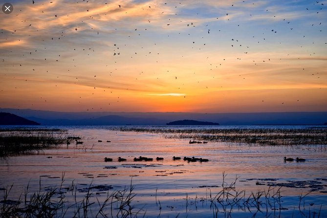 Day Trip To Lake Ziway - Wildlife spotting reality check: hippos and birds are not on demand