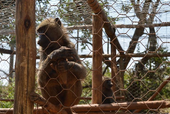 Day Trip To Menagesha Suba Forest - The Wildlife and Tree Mix: What You’ll Be Looking For