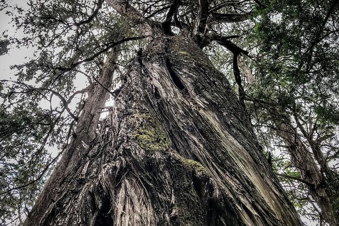 Day Trip to Menagesha Suba Forest from Addis Ababa - From Addis to Menagesha Suba: Why This Day Trip Works