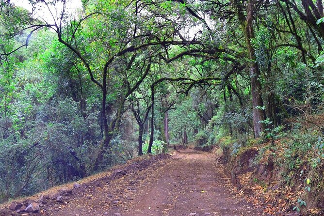 Day Trip to Menagesha Suba Forest from Addis Ababa - Bird Watching, Minilk Bushbuck, and What You Can Expect to See