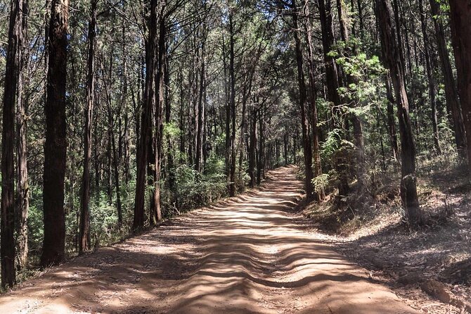Day Trip to Menagesha Suba Forest from Addis Ababa - Timing and Dress Code: The Formal Requirement Meets the Real Outdoors