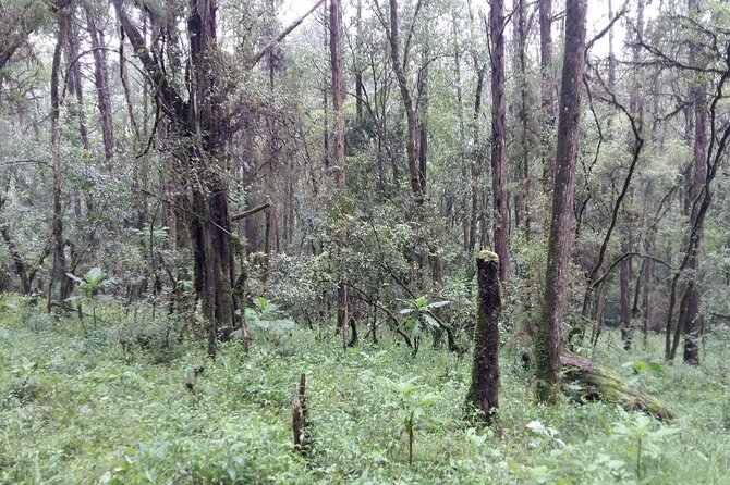 Day Trip to Menagesha Suba Forest from Addis Ababa - Who Should Book This Forest Day Trip (And Who Might Skip It)