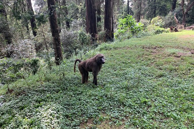 Day Trip to Menagesha Suba Forest from Addis Ababa - Price Value: Why $130 Can Make Sense Here