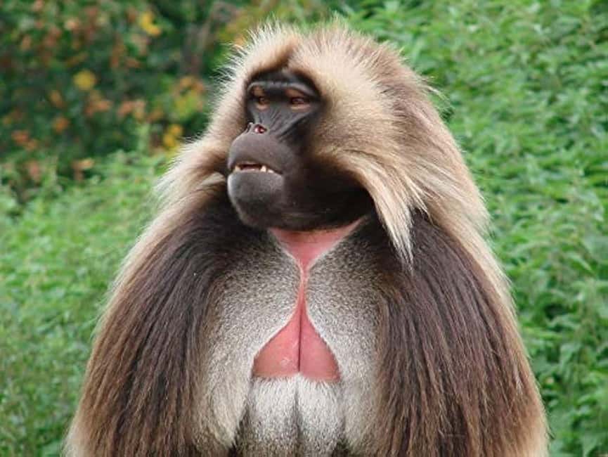 Day Trip To See Monastrys,Amazing landscapes & Animals - Gelada sightings near the Jemma River Gorge area
