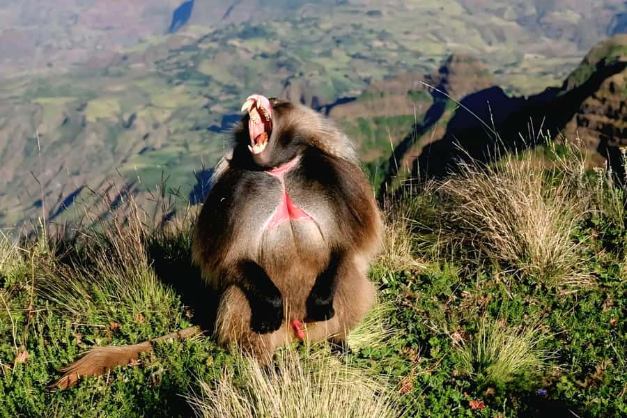 Debre Libanos Monastery & Scenic Portuguese Bridge Tour - From Addis to the gorge: what to watch for on the ride