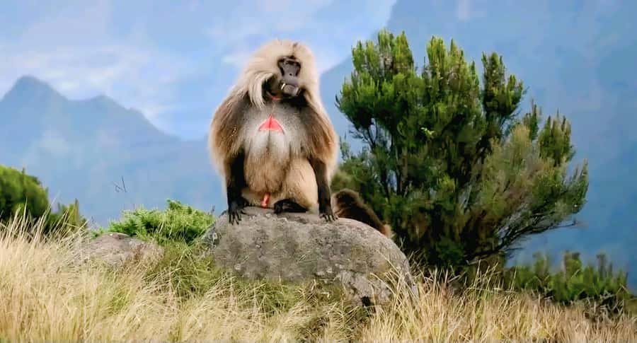 Debre Libanos Monastery & Scenic Portuguese Bridge Tour - Portuguese Bridge over Jemma River Gorge: the 16th-century photo stop with real drama