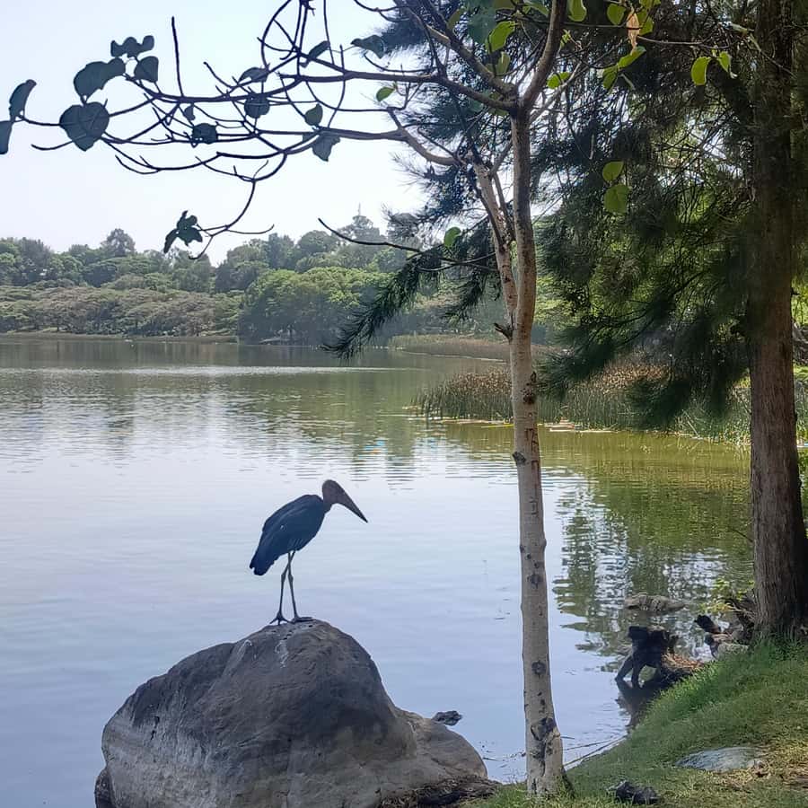 From Addis Ababa: Bisheftu Lake Side Tour - Key highlights