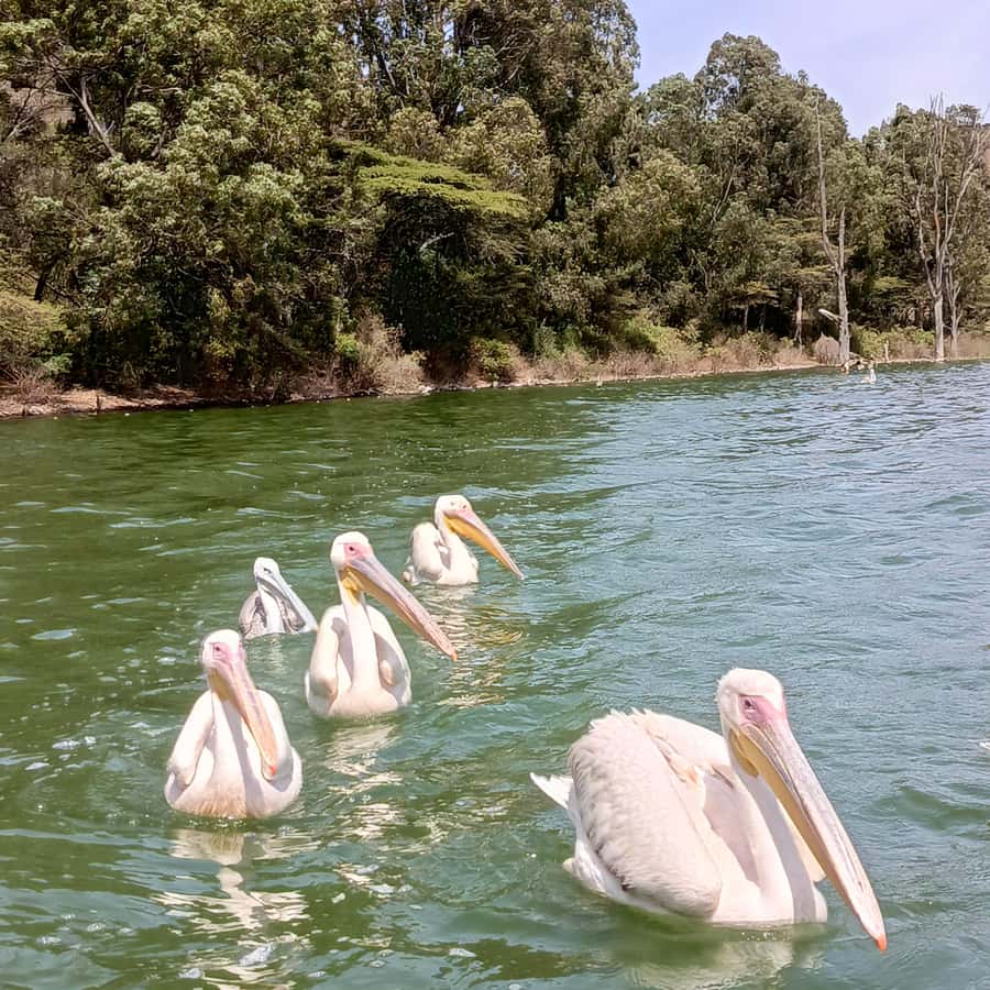 From Addis Ababa: Bisheftu Lake Side Tour - Bishoftu crater lakes, just 50 km from Addis