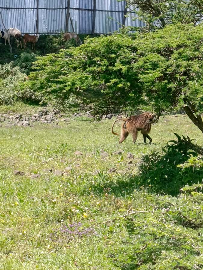 From Addis Ababa: Bisheftu Lake Side Tour - Lake Bishoftu boat ride, the part you will remember