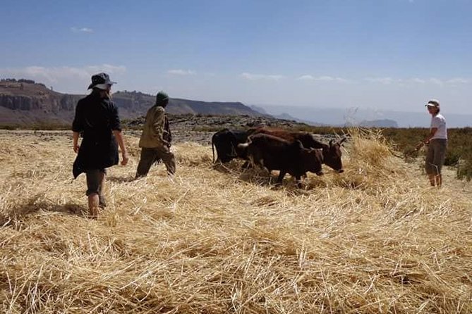 Lasta Mountains: Highland Eco Trekking Tour in Lalibela - Wildlife odds, gelada baboons, and Ethiopian wolves