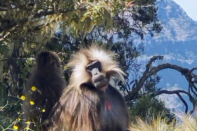 Monastic Marvels Exploring the beauty of Debre Libanos Monastery - Debre Libanos monastery day trip from Addis Ababa: the big idea