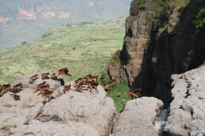 Nature & Historical day trip to Debrelibanos and the beautiful Jemma valley - A drive that changes your view of Addis Ababa
