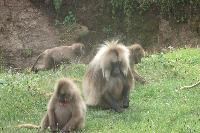 Northern Ethiopia & Trekking Simien Mountains , 10 Days - Flying to Lalibela and Touring the Rock-Hewn Churches