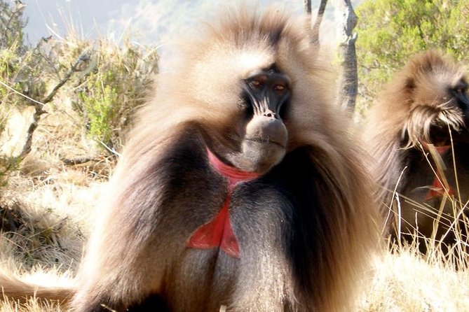 Private Day Trip to Debre Libanos Portuguese Bridge Galada Baboon - Portuguese Bridge: Ethiopian-built, Portuguese-looking, and alive with wildlife