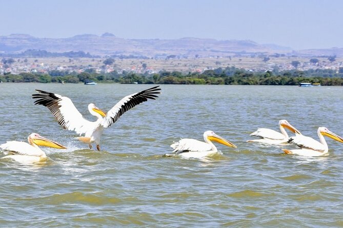Private Guided Tours To Bahir Dar Lake Tana Monastery & Blue Nile Waterfalls - Price and Value: What $145 Buys You in Bahir Dar