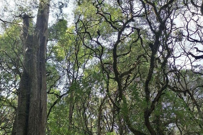 Round Trip to Menagesha Suba Forest Park - Key highlights to know before you go