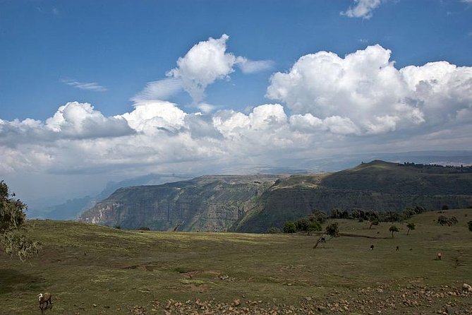 Simien Mountains – 4 Days - Day 3 Giant Lobelia and the vertical escarpment toward Imet-Gogo