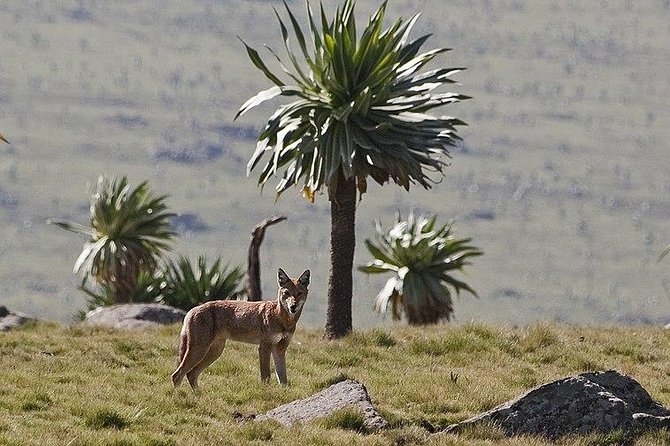 Simien Mountains – 4 Days - Day 4 Buwahit 4430 m, Walia ibex chances, Ras Dejen in sight, then back to Gondar