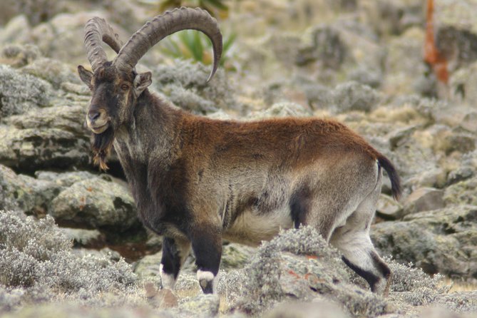Simien Mountains National Park – 7 Day Trek - Gondar Start, Park Entry Timing, and the First Hike to Sankaber