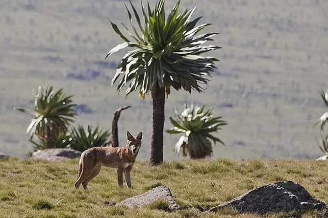Simien Mountains National Park – 7 Day Trek - Day 5: Sona to Mekarebya, Downhill Stretch, and Vegetation Changes