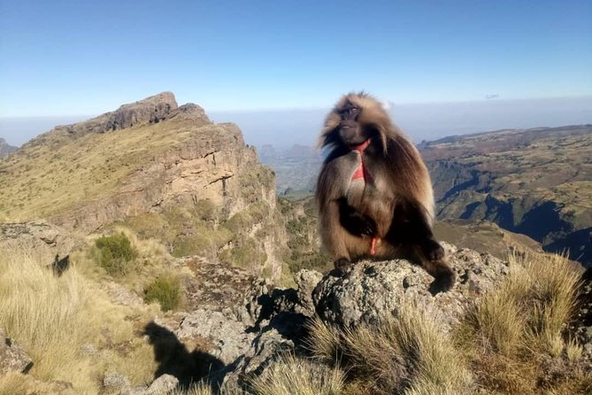 Simien Mountains Trekking Adventure - Key highlights you’ll feel from the start