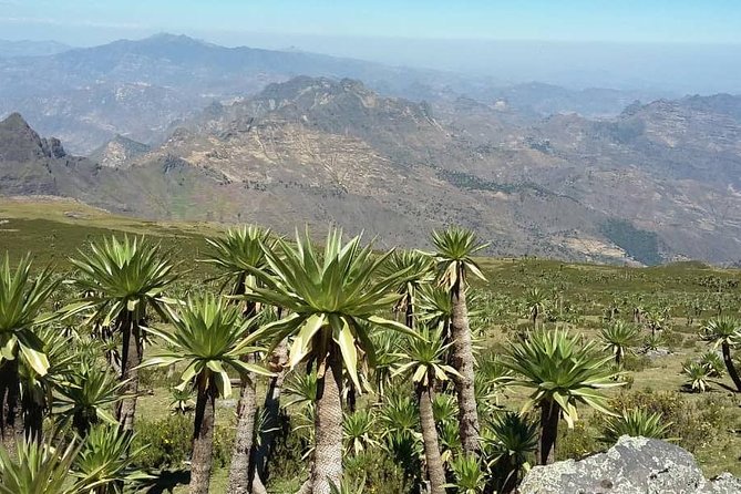 Tour 11 monolithic rock churches & museum in Lalibela & cave church with mummies - Southeastern Cluster and St. George: The Cross-Shaped Finale