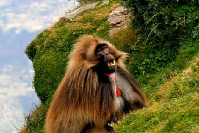 Two days Lake Wenchi and Menagesha Forest - Menagesha Suba Forest Park: endemic birds, colobus monkeys, and a forest with centuries behind it